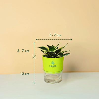 Snake Plant - Golden Leaves Plant With Self Watering Pot
