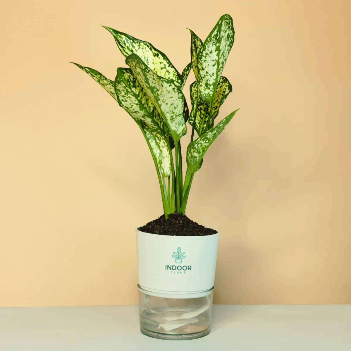 Aglaonema Snow White Plant Self Watering Pot