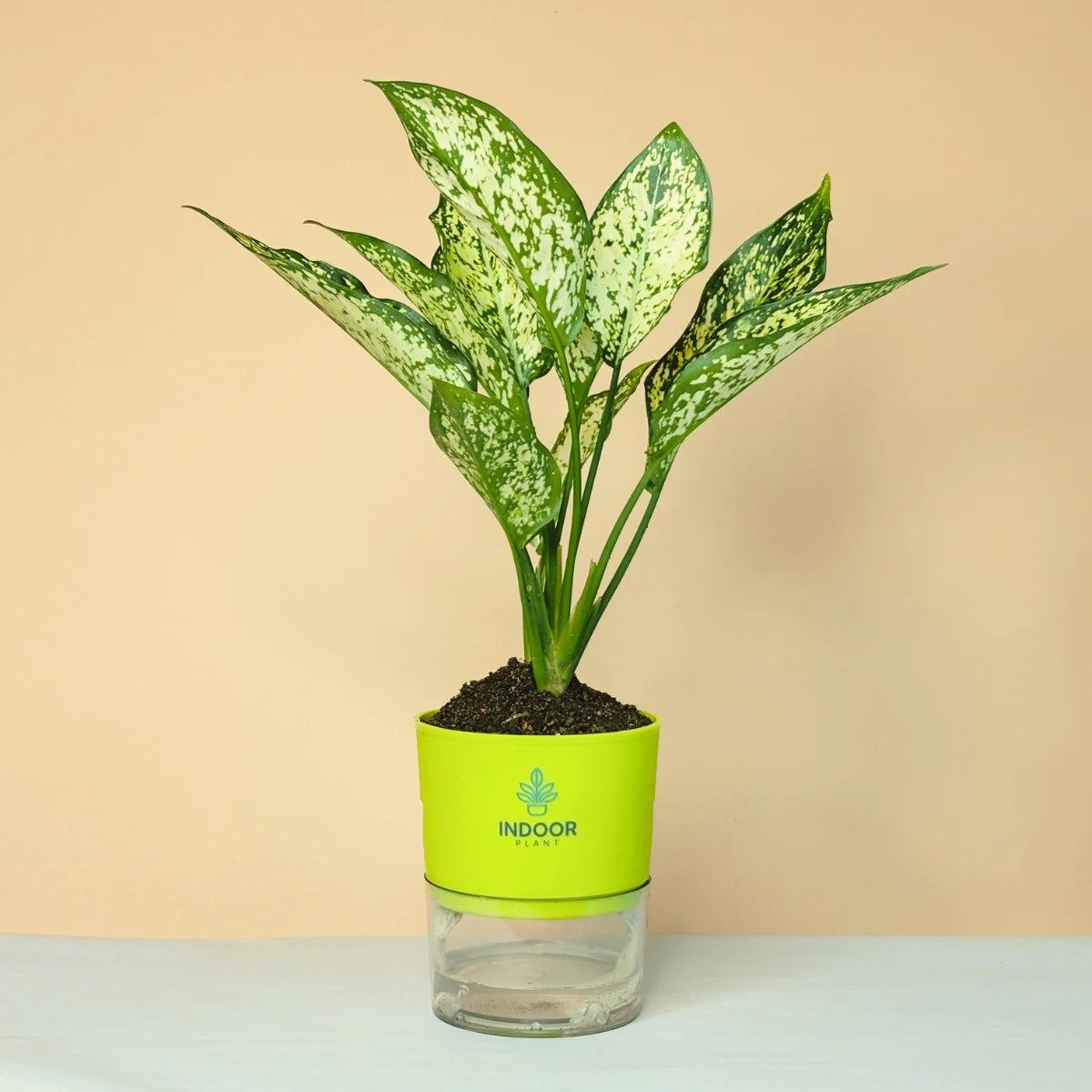 Aglaonema Snow White Plant Self Watering Pot