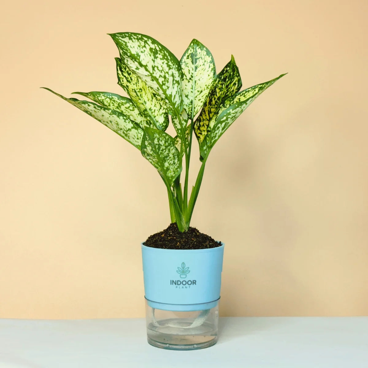 Aglaonema Snow White Plant Self Watering Pot