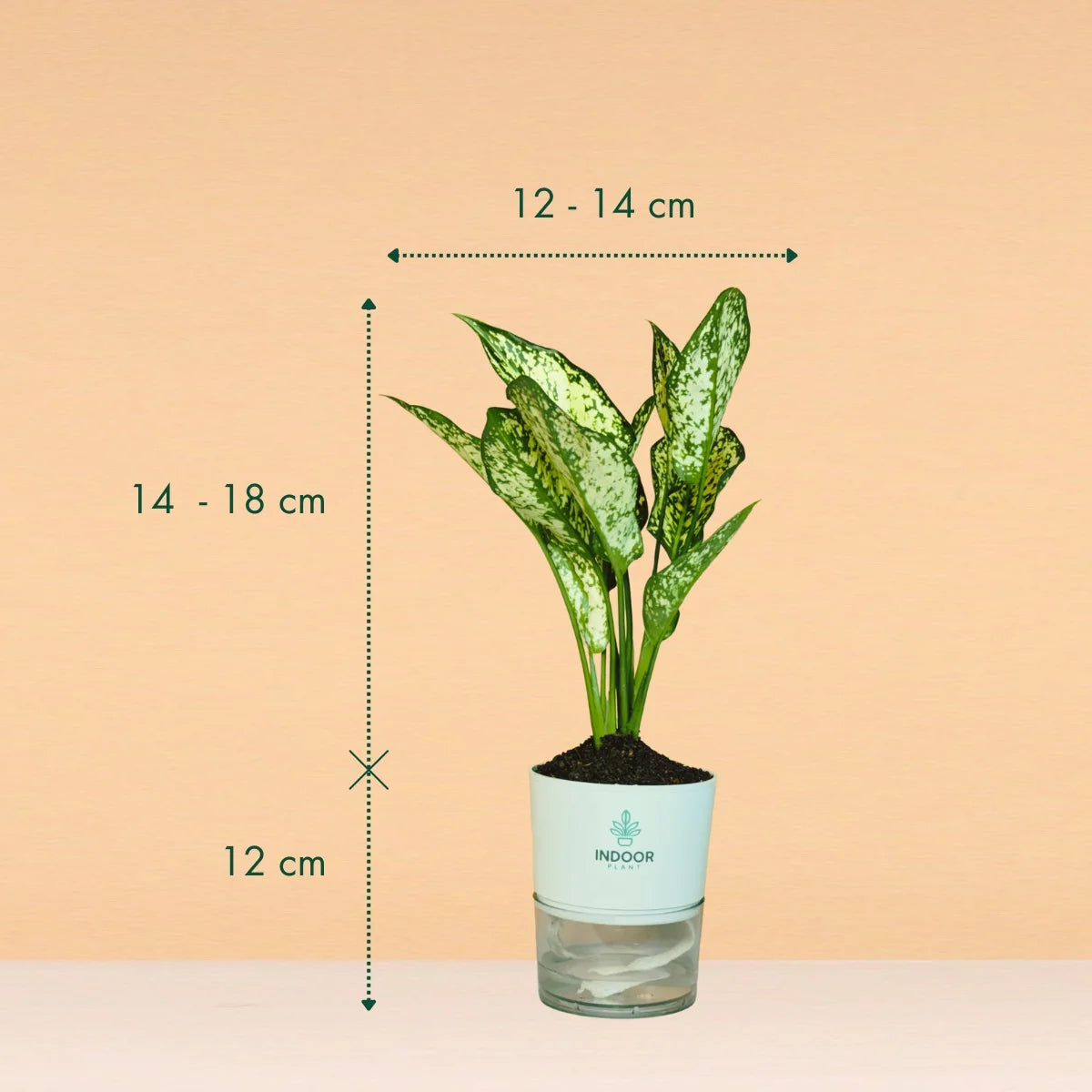 Aglaonema Snow White Plant Self Watering Pot