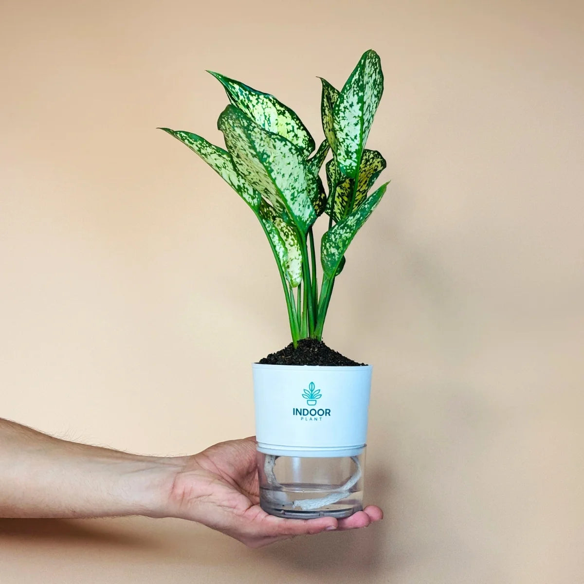 Aglaonema Snow White Plant Self Watering Pot