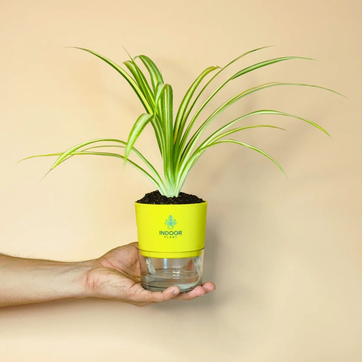 Spider Plant With Self Watering Pot