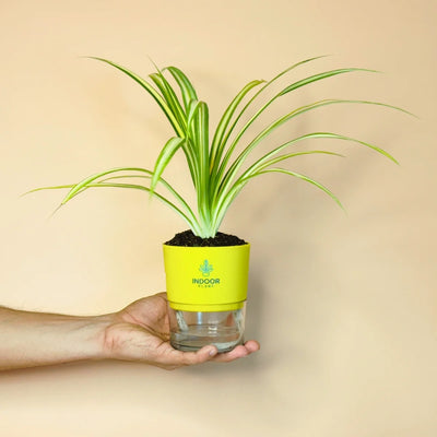 Spider Plant With Self Watering Pot
