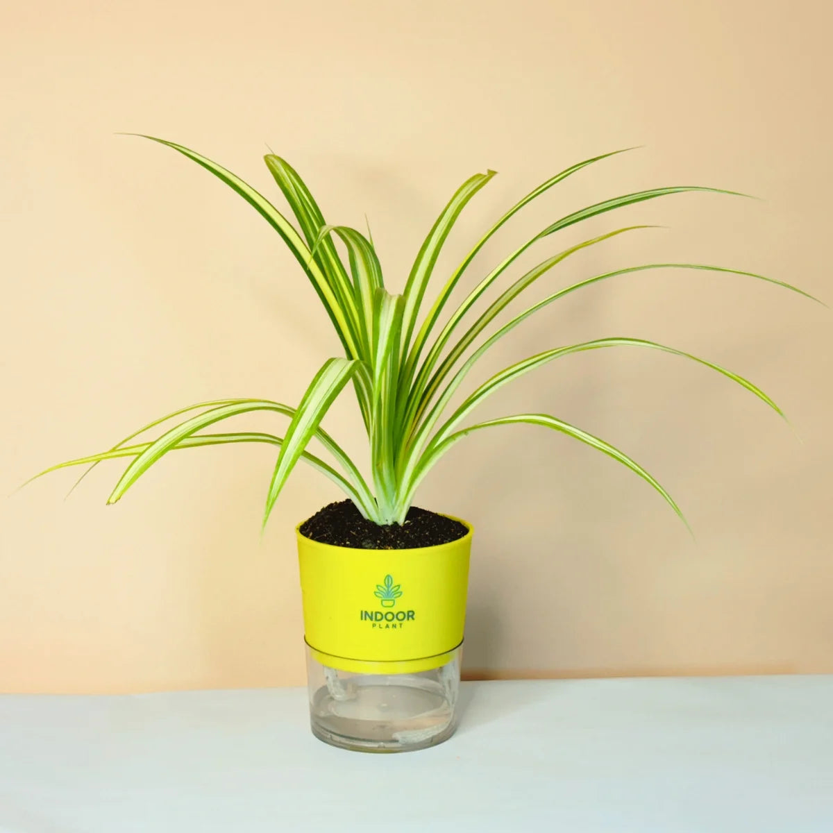 Spider Plant With Self Watering Pot