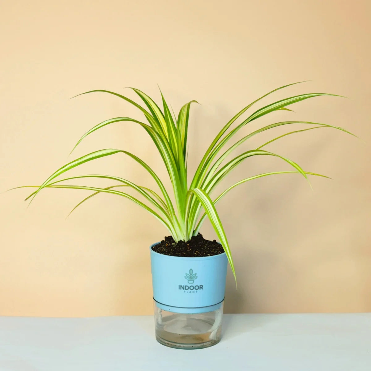 Spider Plant With Self Watering Pot