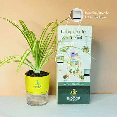 Spider Plant With Self Watering Pot