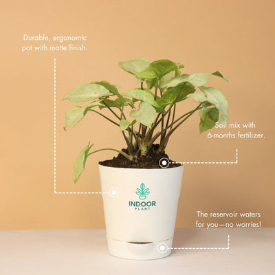 Syngonium Green Plant With Krish Pot