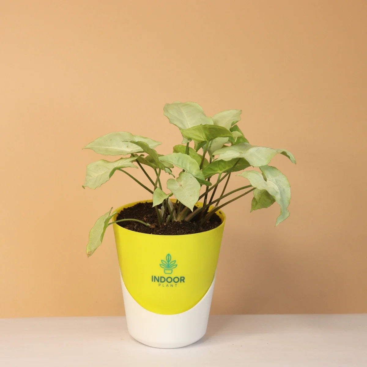 Syngonium Green Plant With Atlantis Pot