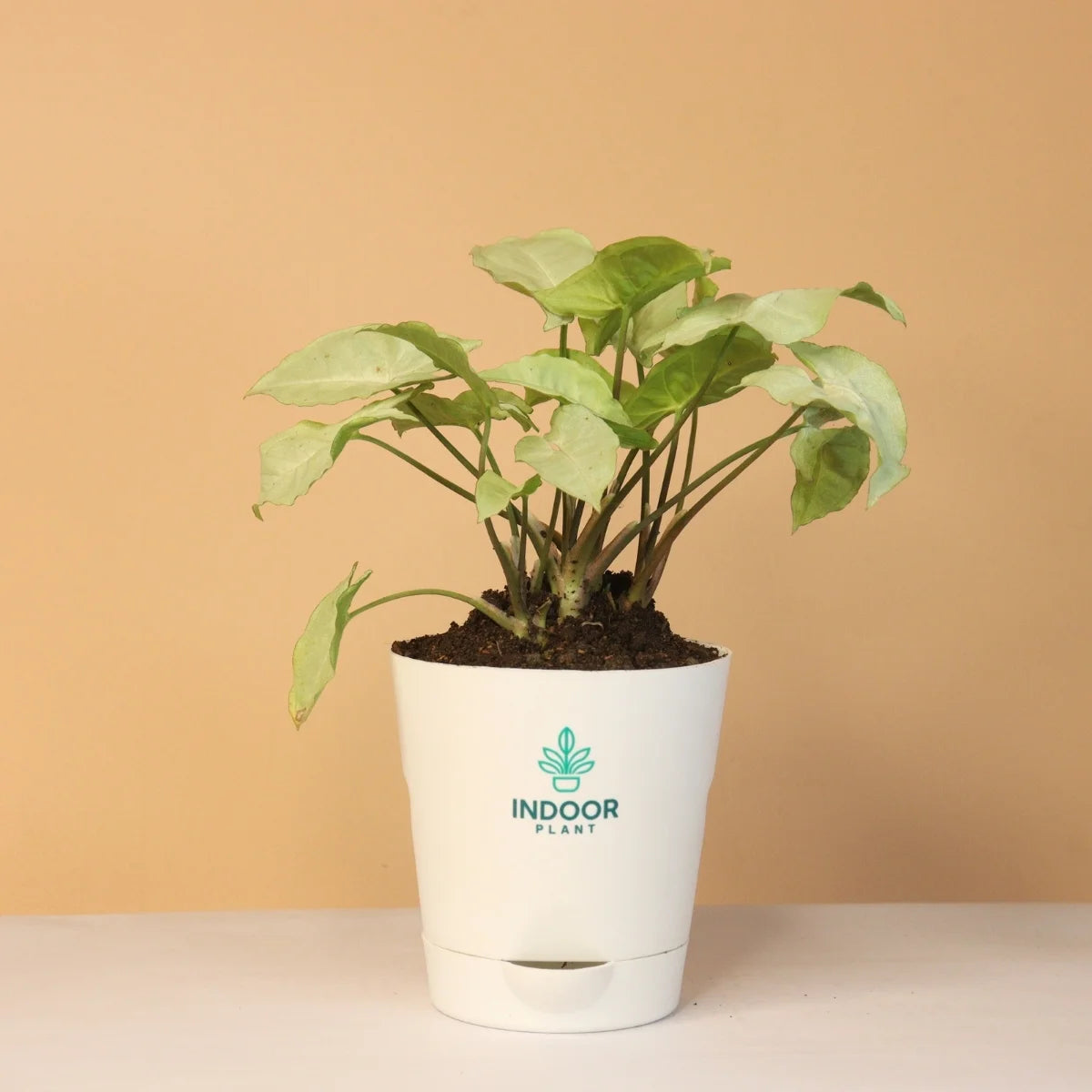 Syngonium Green Plant With Krish Pot