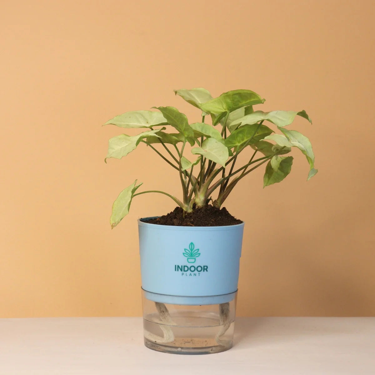 Syngonium Green Plant With Self Watering Pot