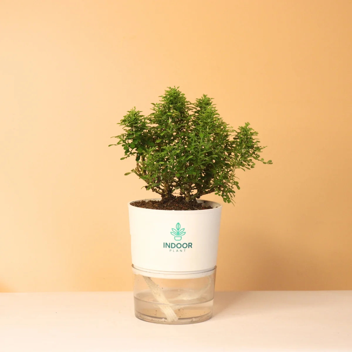 Table Kamini Plant With Self Watering Pot