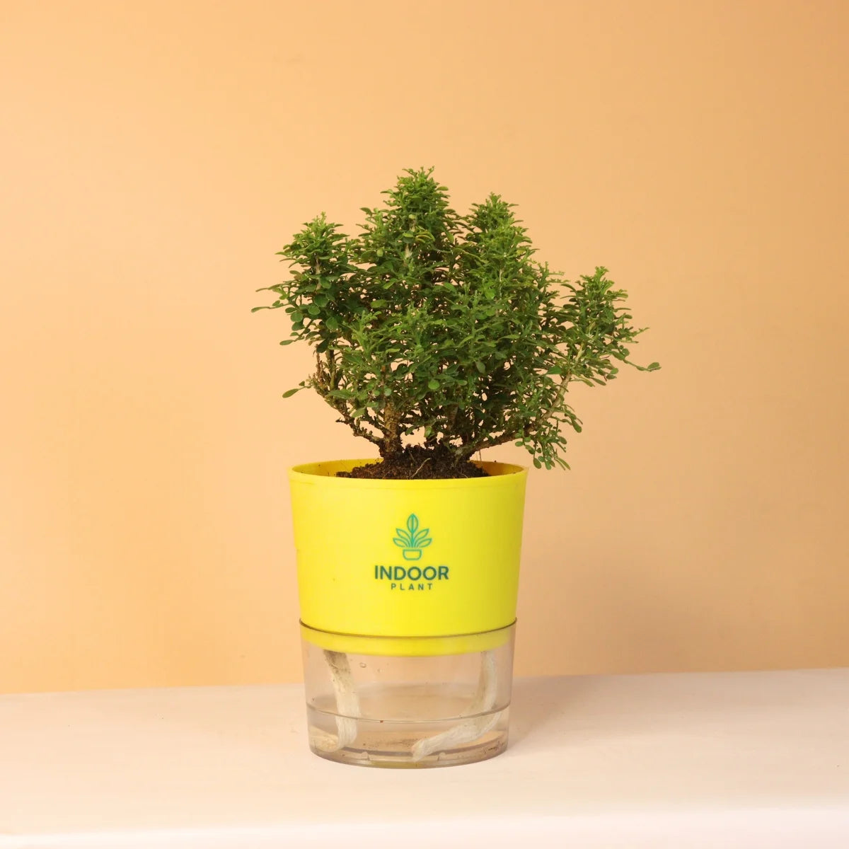 Table Kamini Plant With Self Watering Pot
