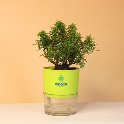 Table Kamini Plant With Self Watering Pot