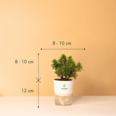 Table Kamini Plant With Self Watering Pot