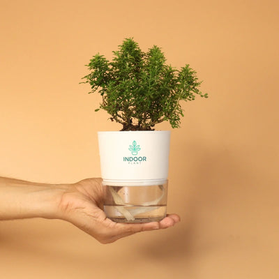 Table Kamini Plant With Self Watering Pot