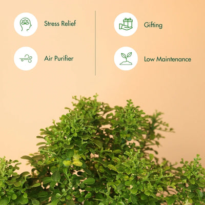 Table Kamini Plant With Self Watering Pot