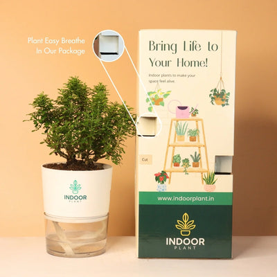 Table Kamini Plant With Self Watering Pot