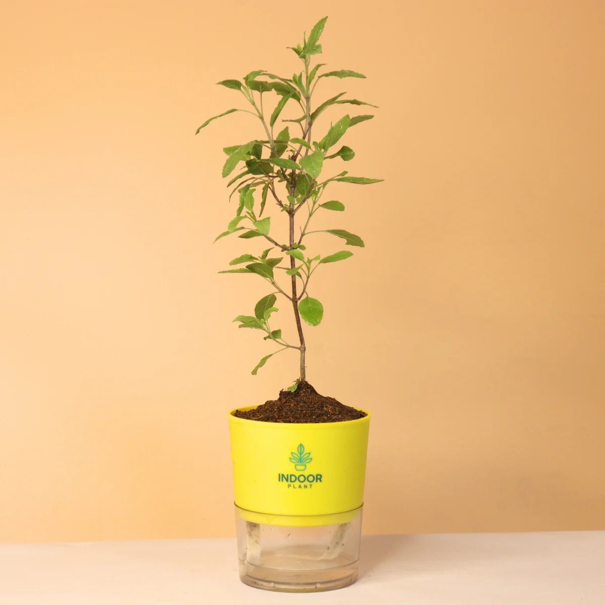 Tulsi Plant With Self Watering Pot