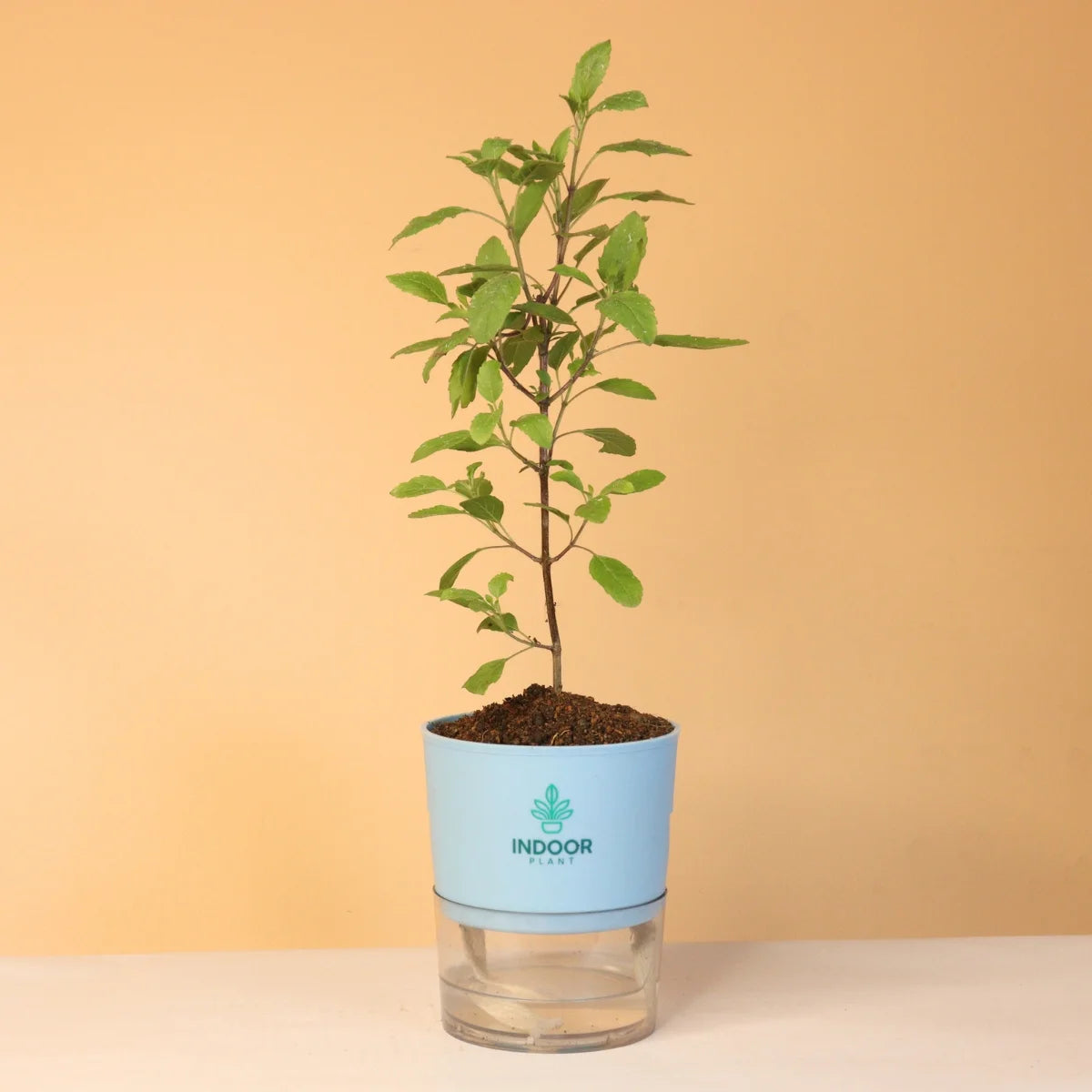 Tulsi Plant With Self Watering Pot