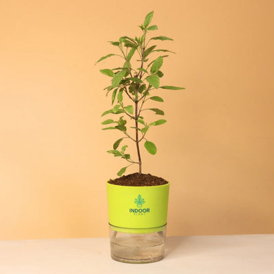 Tulsi Plant With Self Watering Pot