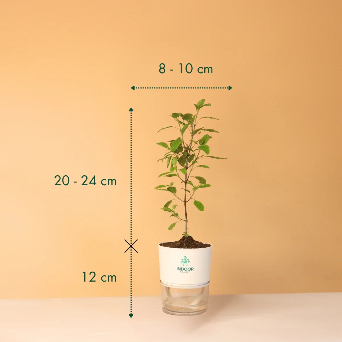 Tulsi Plant With Self Watering Pot
