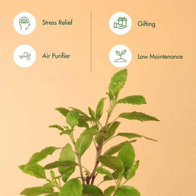 Tulsi Plant With Self Watering Pot