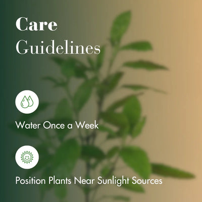 Tulsi Plant With Self Watering Pot