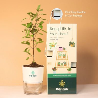 Tulsi Plant With Self Watering Pot