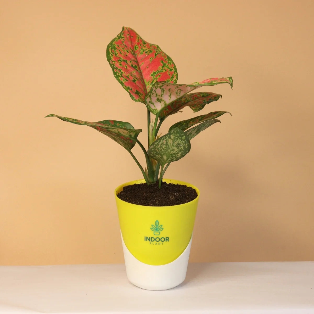 Aglaonema Pink Beauty Plant With Atlantis Pot