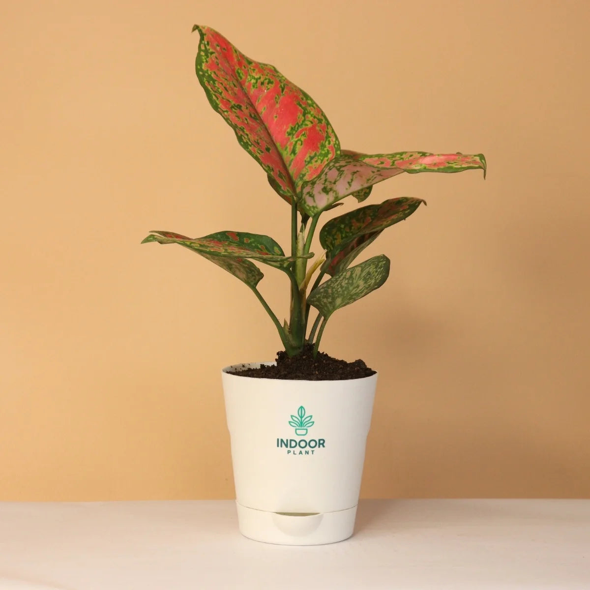Aglaonema Pink Beauty Plant With Krish Pot