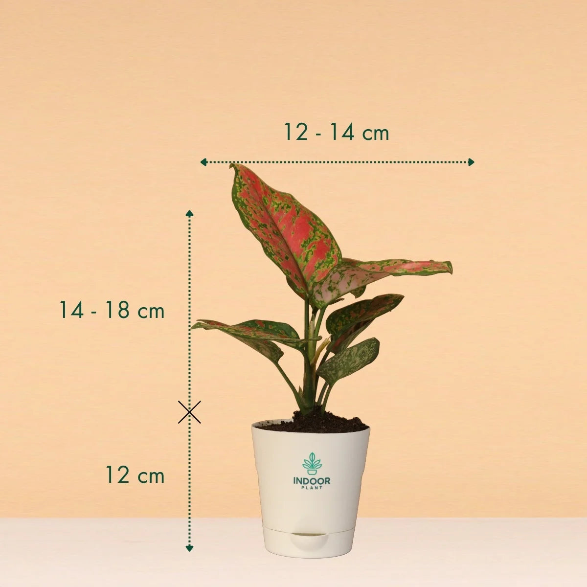 Aglaonema Pink Beauty Plant With Krish Pot