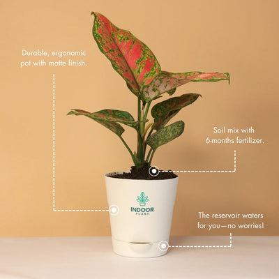 Aglaonema Pink Beauty Plant With Krish Pot