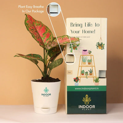 Aglaonema Pink Beauty Plant With Krish Pot