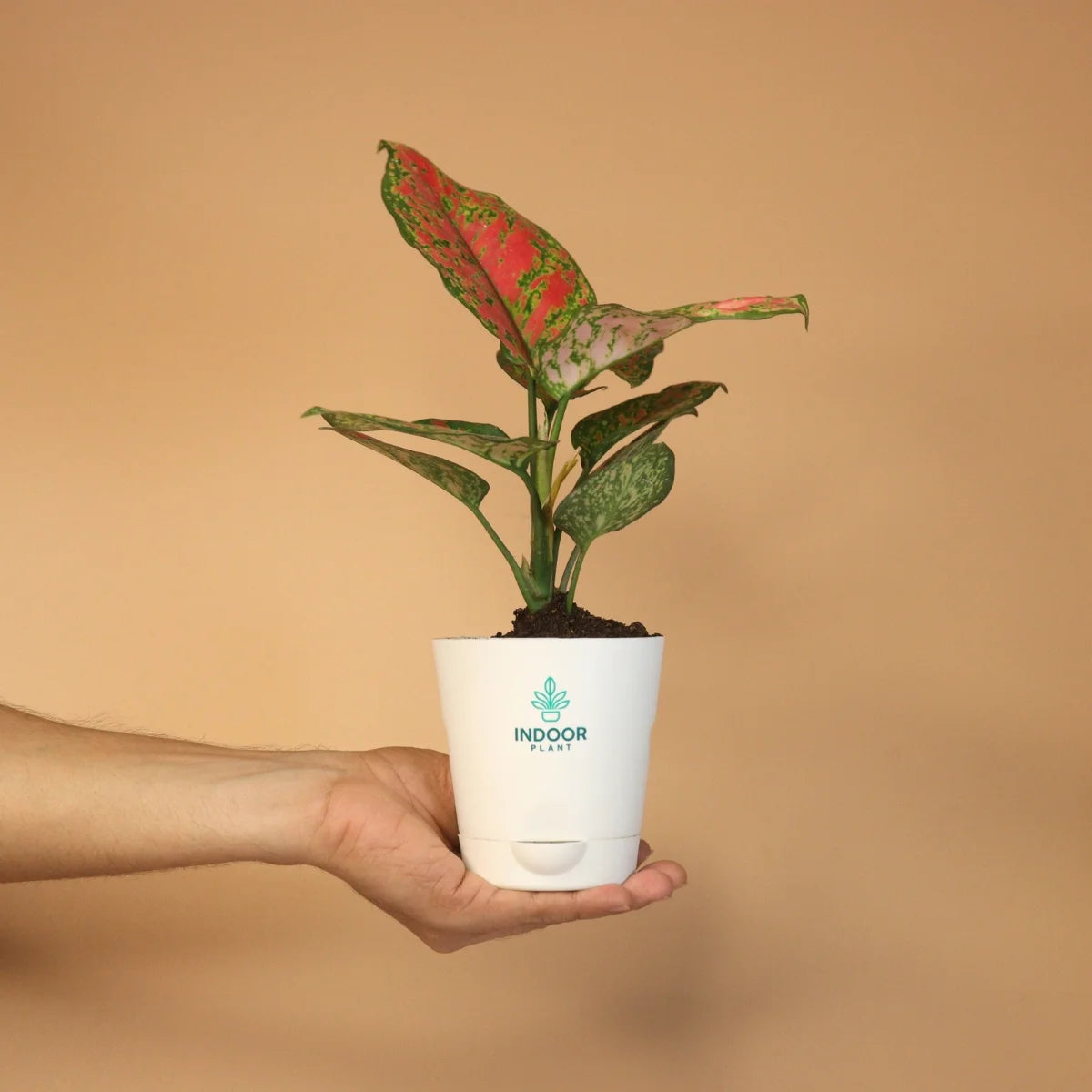 Aglaonema Pink Beauty Plant With Krish Pot