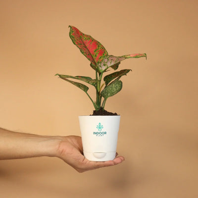 Aglaonema Pink Beauty Plant With Krish Pot