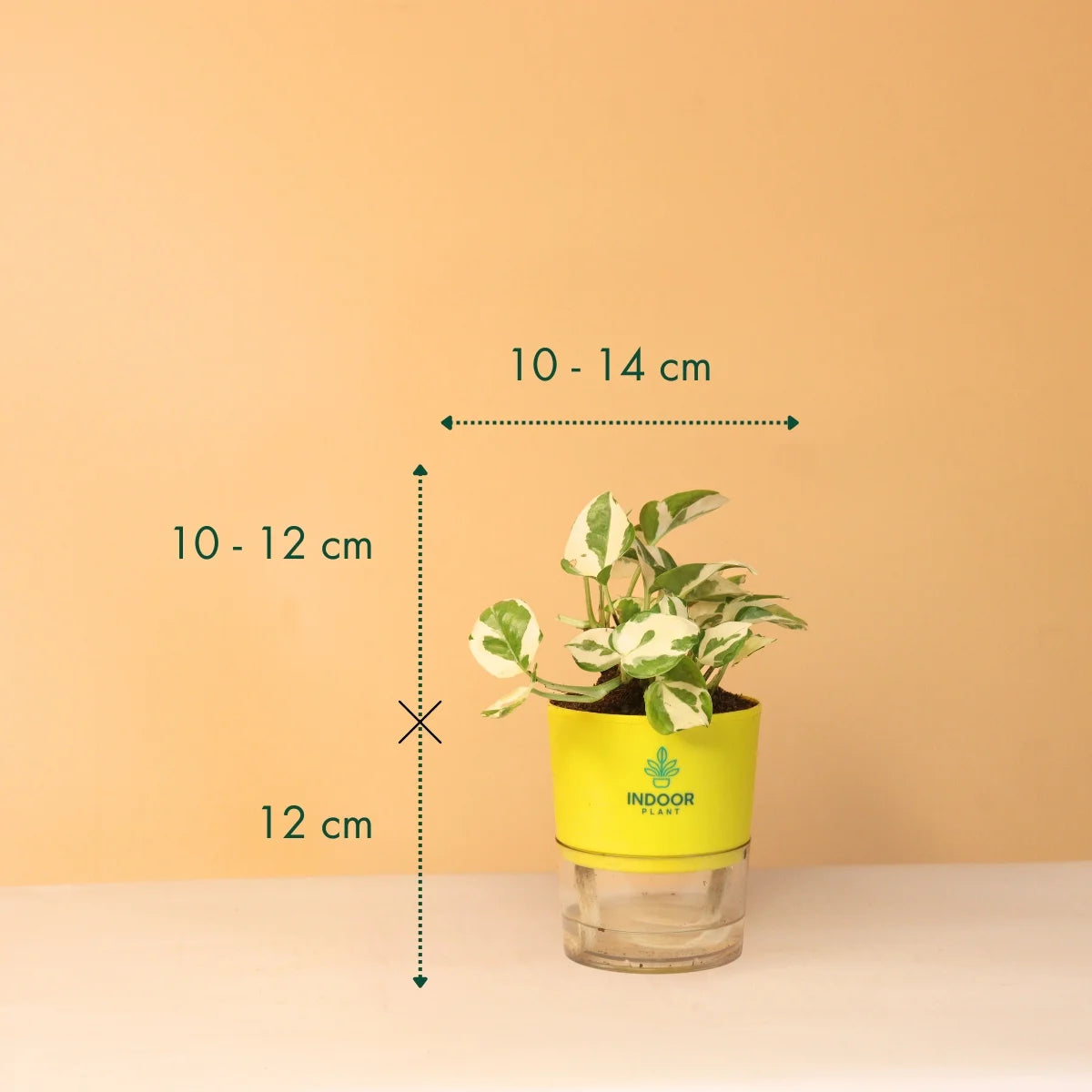 N'Joy Money Plant With Self Watering Pot