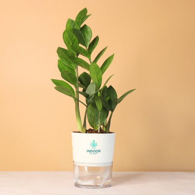 Zamia ZZ Plant (Size: Small) With Self Watering Pot