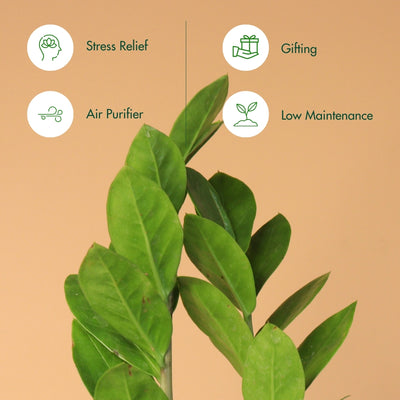 Zamia ZZ Plant (Size: Small) With Self Watering Pot
