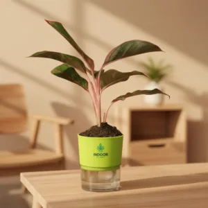 Aglaonema Red Lipstick Plant