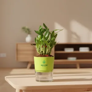 Lucky Bamboo Plant 3 Layer