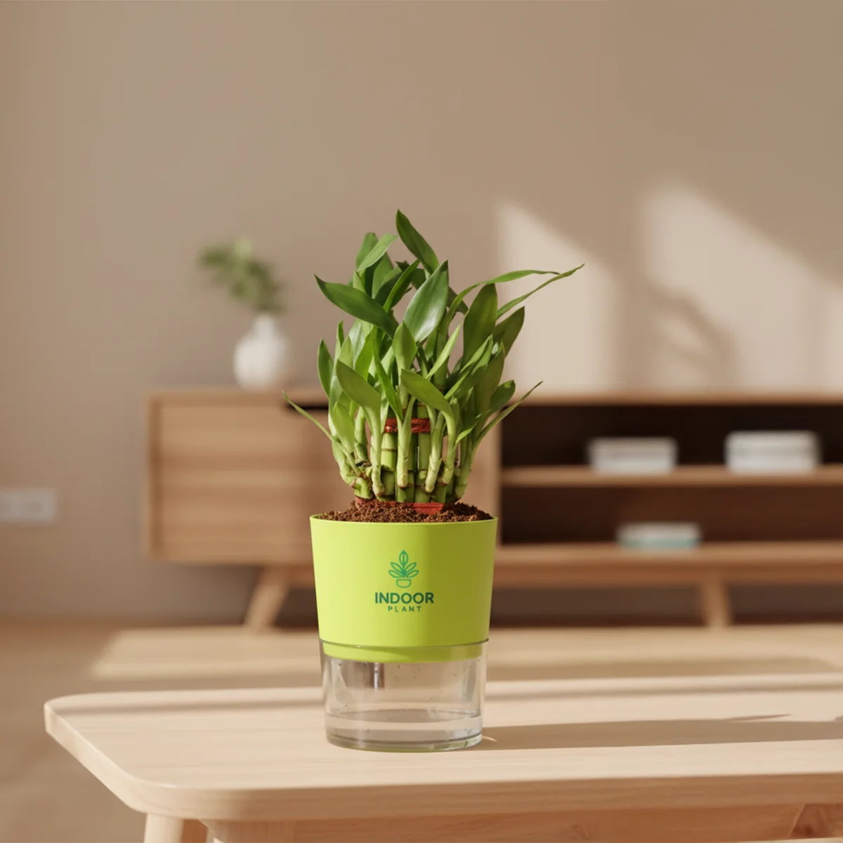 Lucky Bamboo Plant 2 Layer