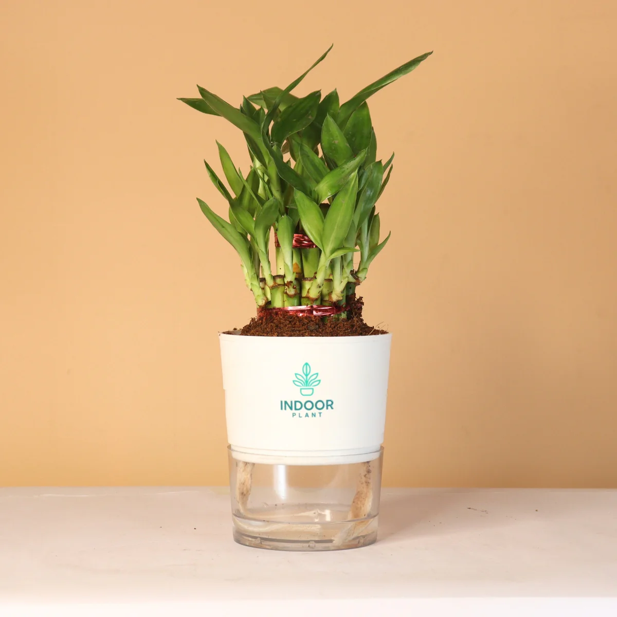 LuckyBambooPlantP-WPot_2_1800x1800