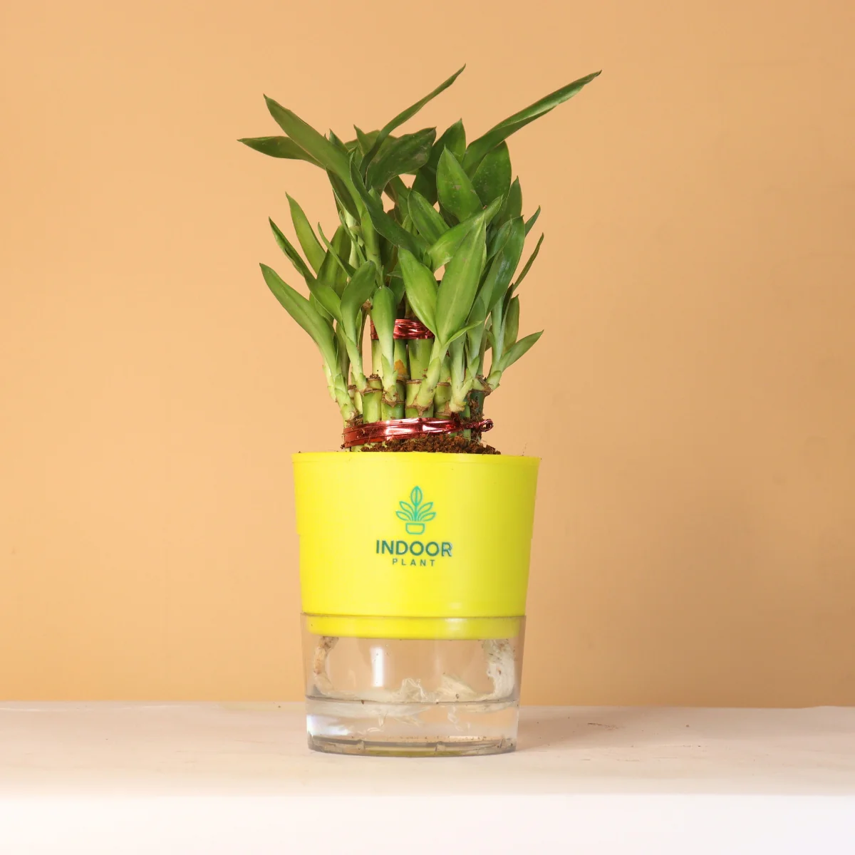 LuckyBambooPlantP-WPot_3_1800x1800