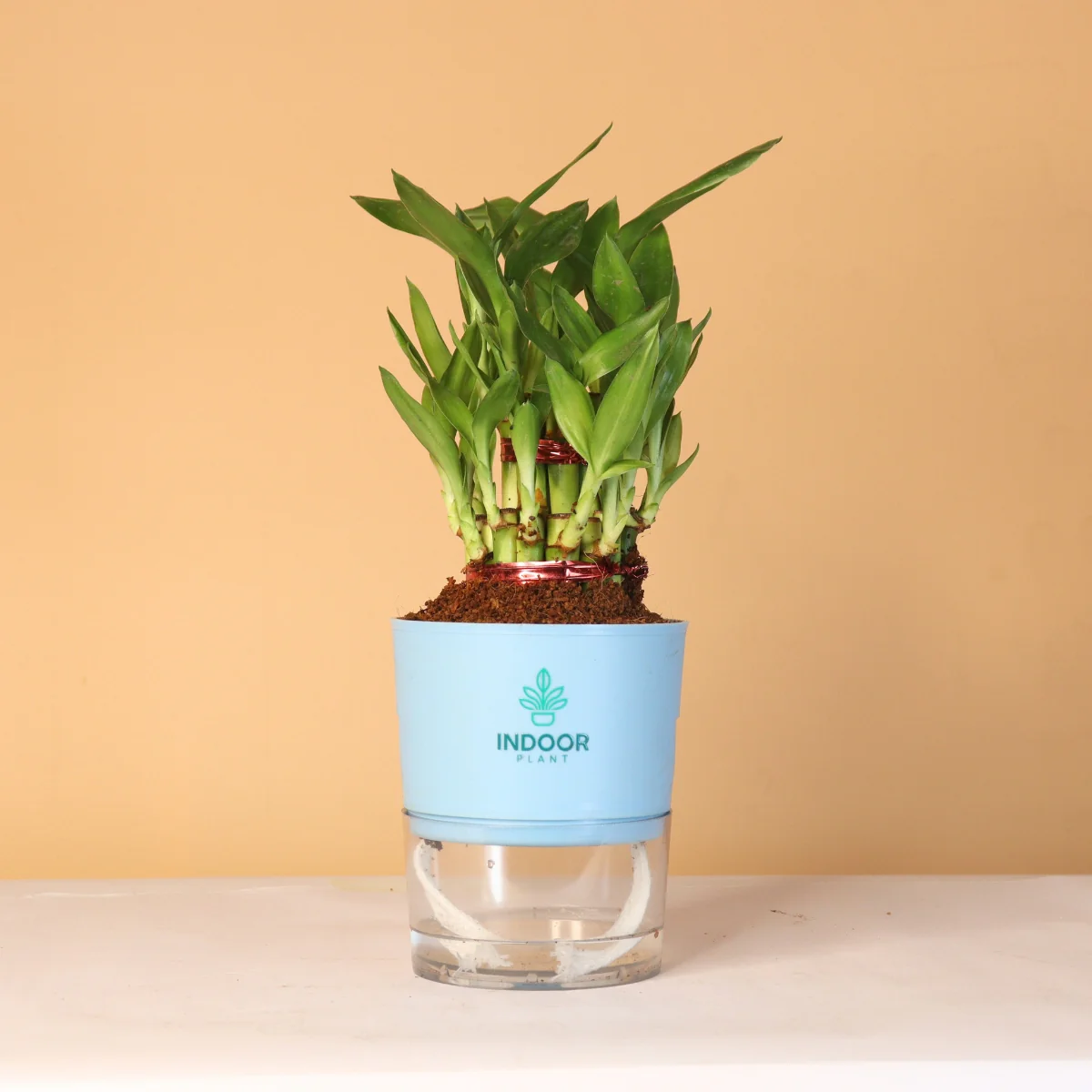 LuckyBambooPlantP-WPot_4_1800x1800