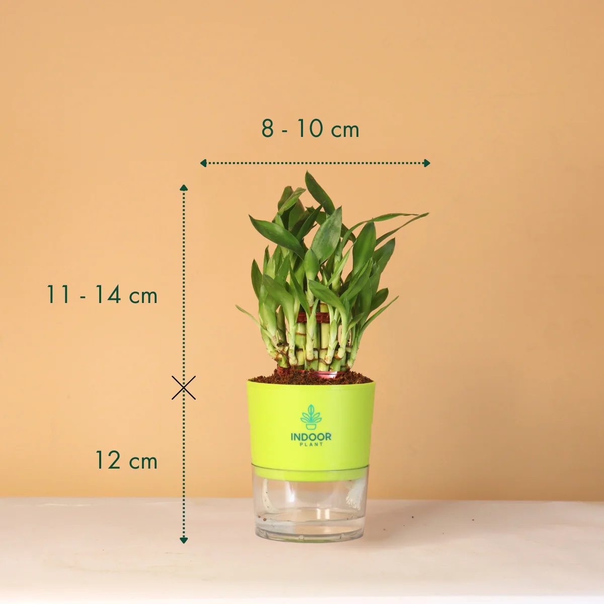 LuckyBambooPlantP-WPot_5_1800x1800