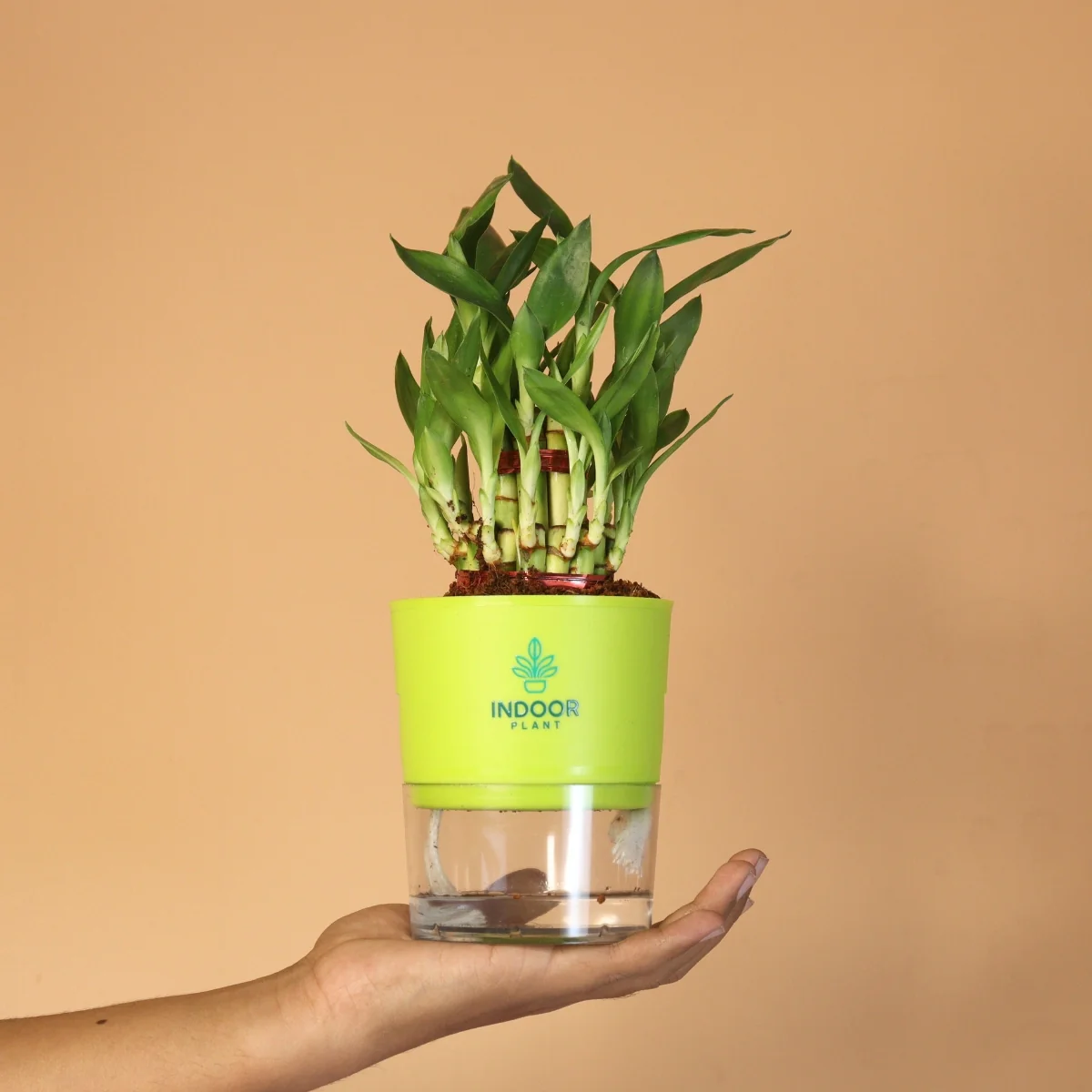 LuckyBambooPlantP-WPot_6_1800x1800