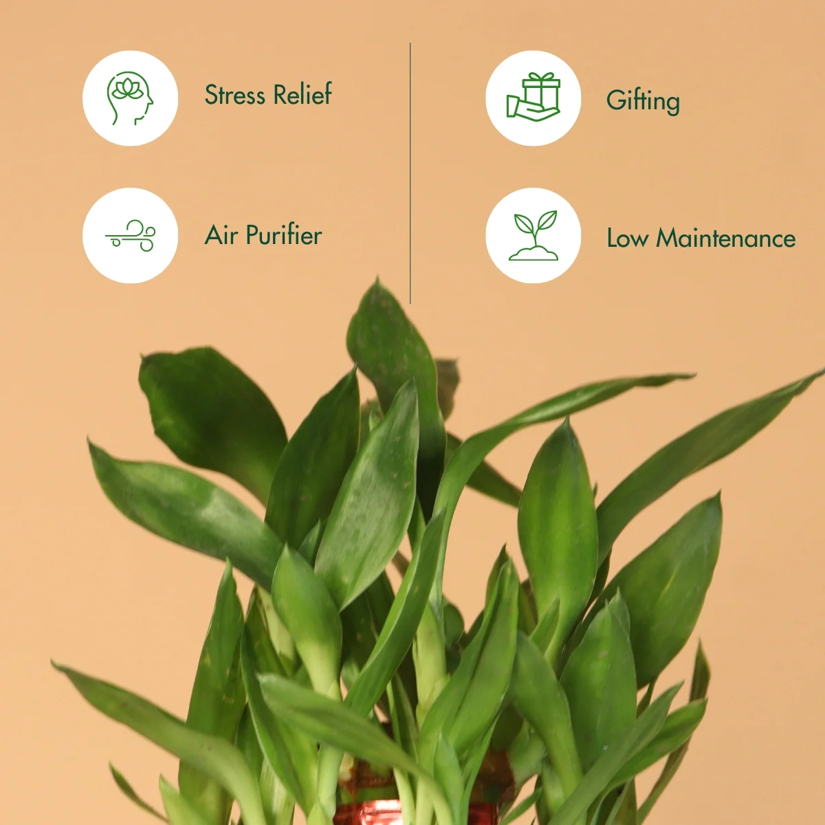 LuckyBambooPlantP-WPot_7_1800x1800