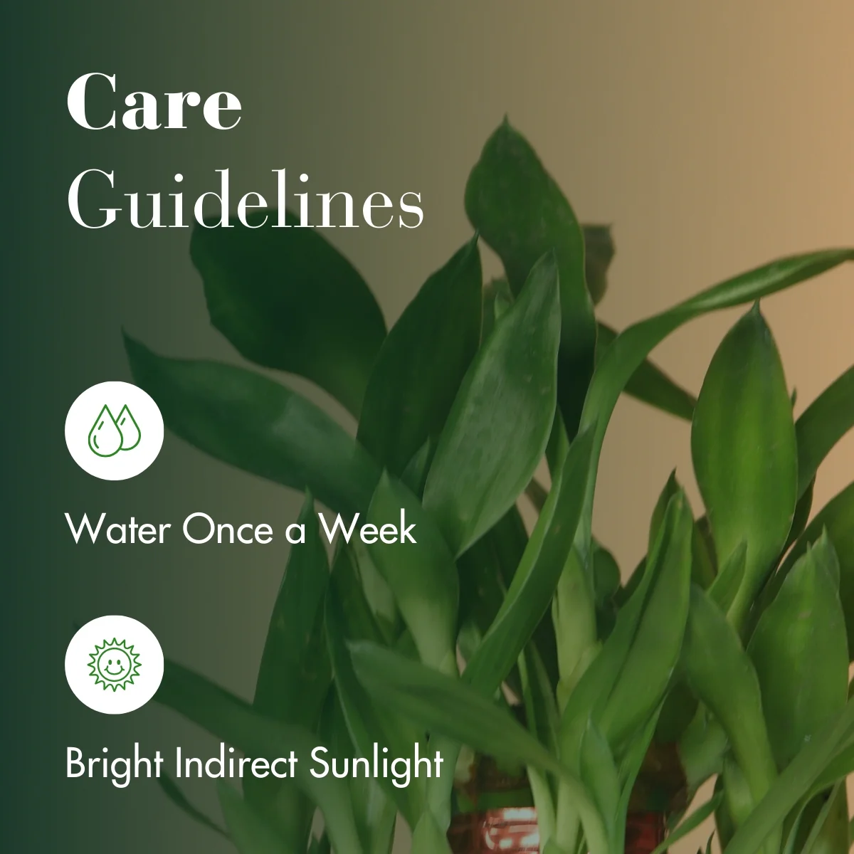 LuckyBambooPlantP-WPot_8_1800x1800