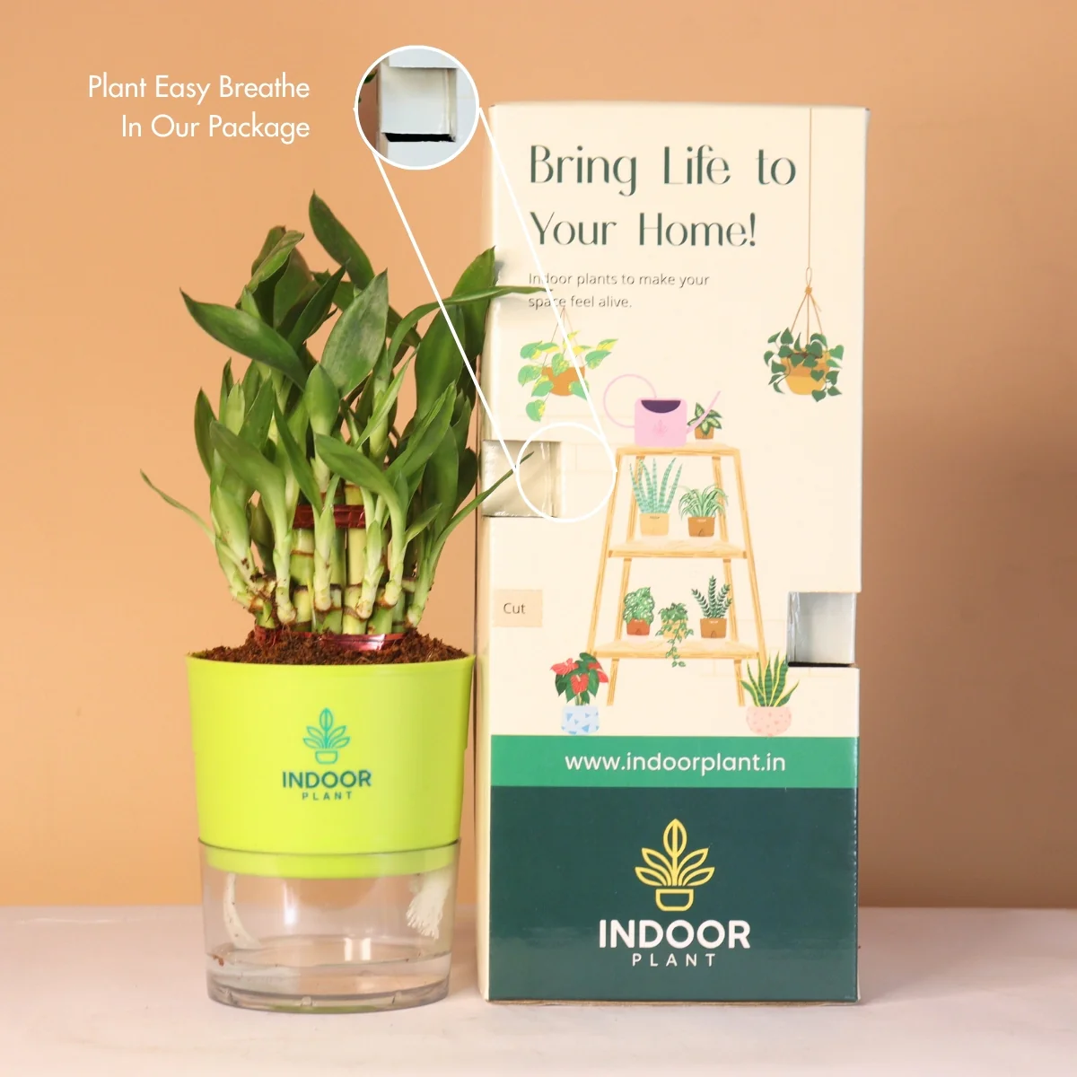 LuckyBambooPlantP-WPot_9_1800x1800